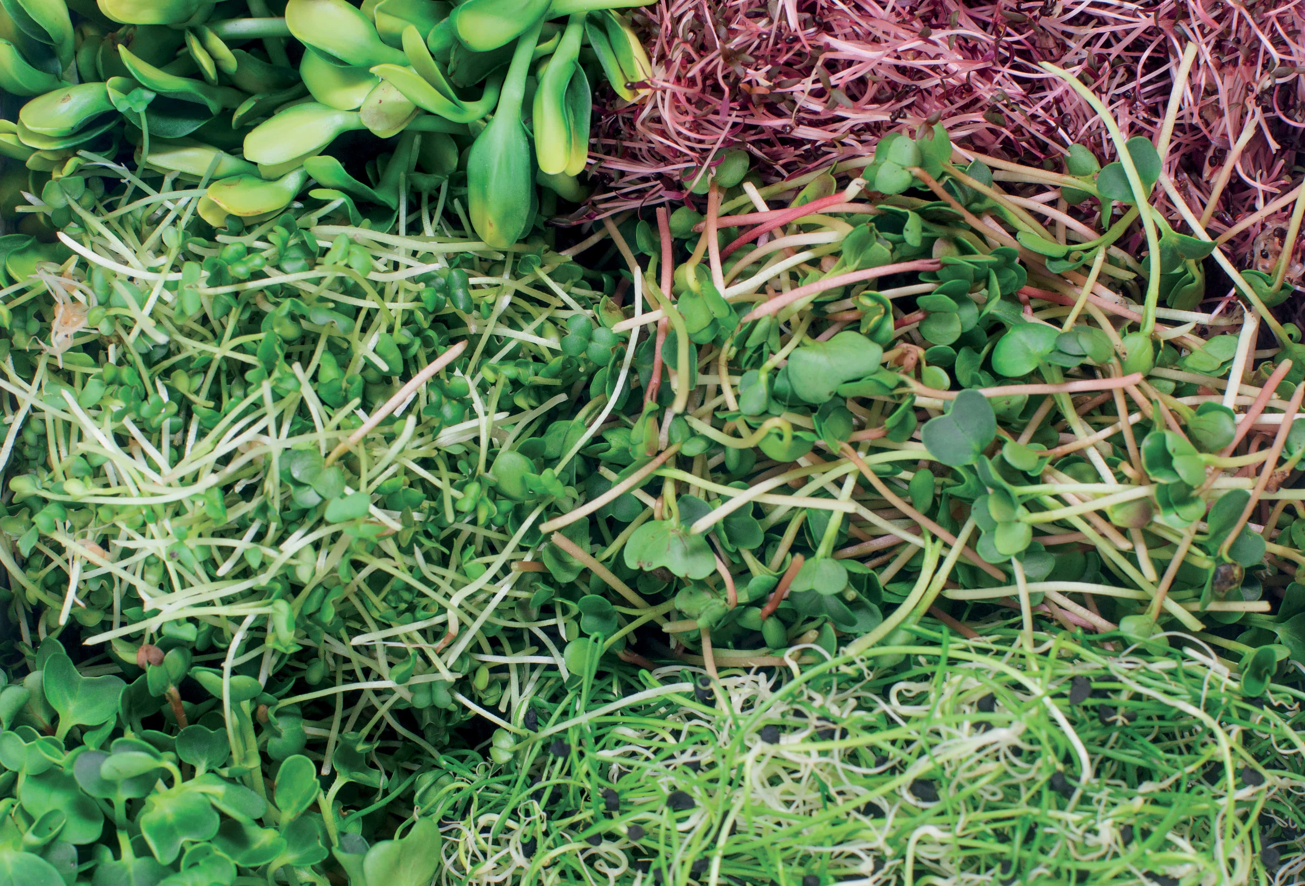 Atklājiet mūsu klāstu Microgreens